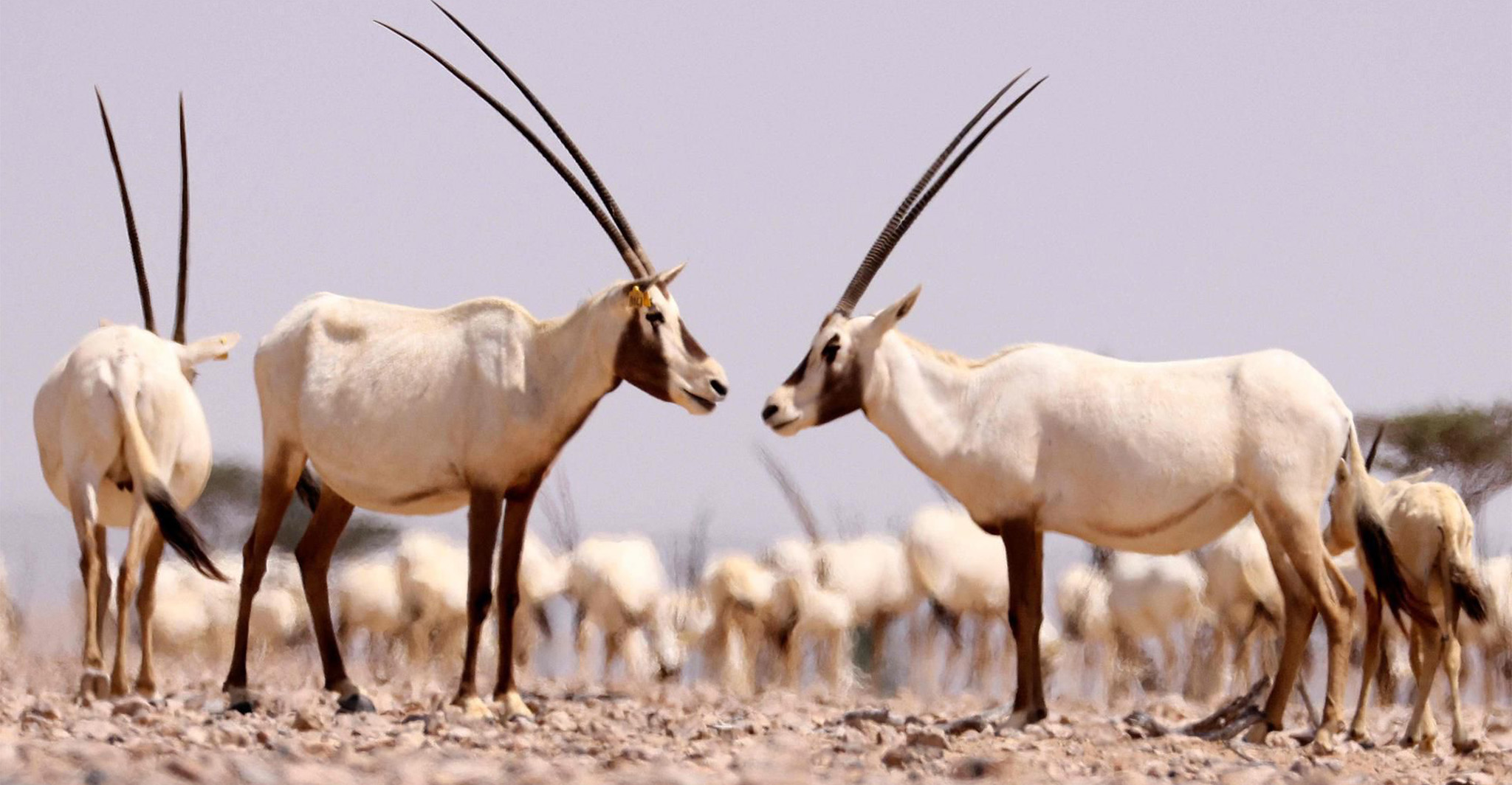 Al Wusta Wildlife Reserve  Oman